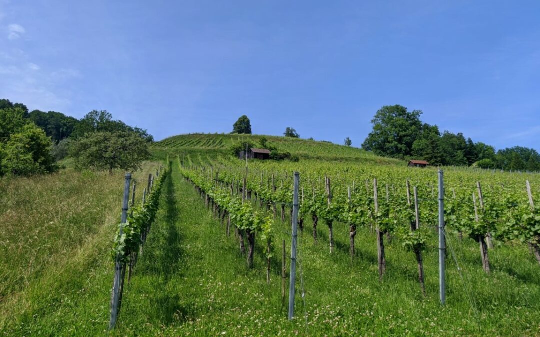 Vineyard Trutmann
