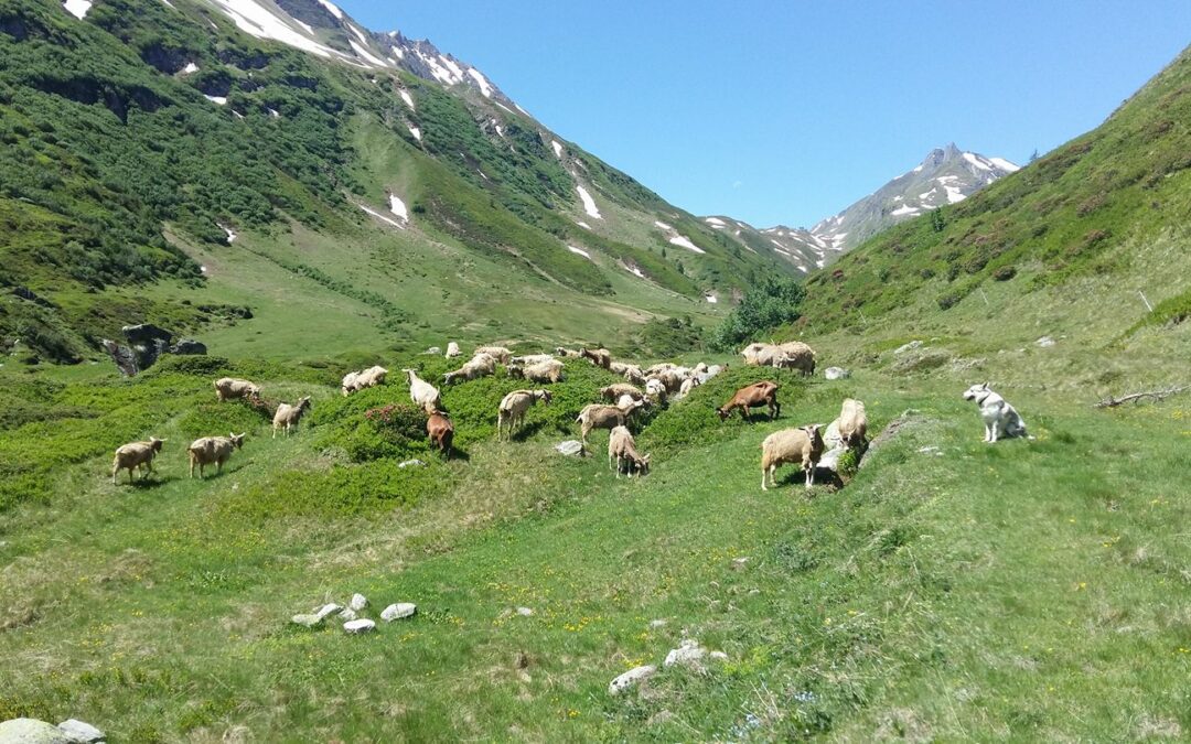 Alpine Cheese Dairy Le Capre del Monte Pettine