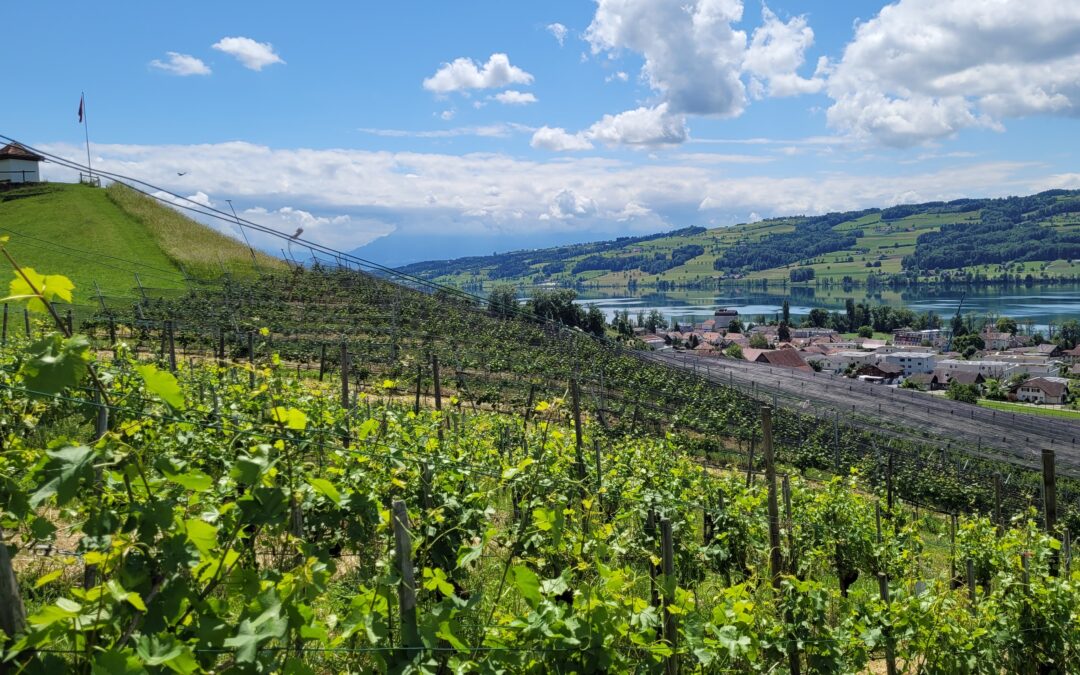 Kaiserspan vineyard