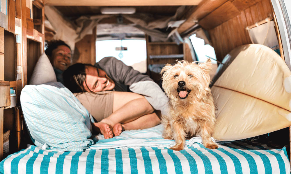 Mit Hund im Wohnmobil unterwegs: Tipps für eine stressfreie Reise